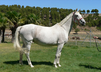 Morning Star